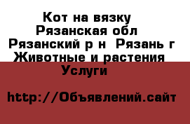 Кот на вязку - Рязанская обл., Рязанский р-н, Рязань г. Животные и растения » Услуги   